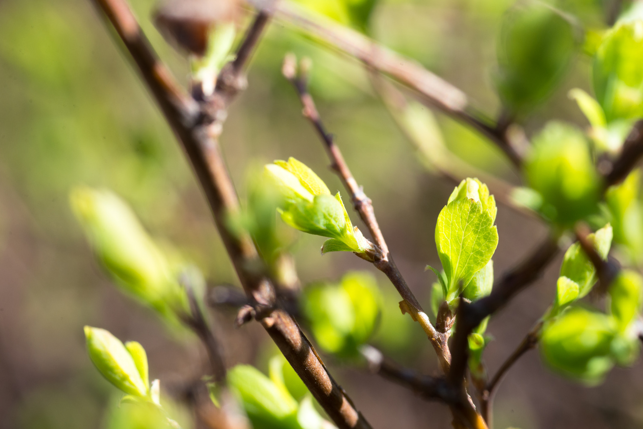 Nikon D610 + AF Micro-Nikkor 105mm f/2.8 sample photo. Spring has come photography