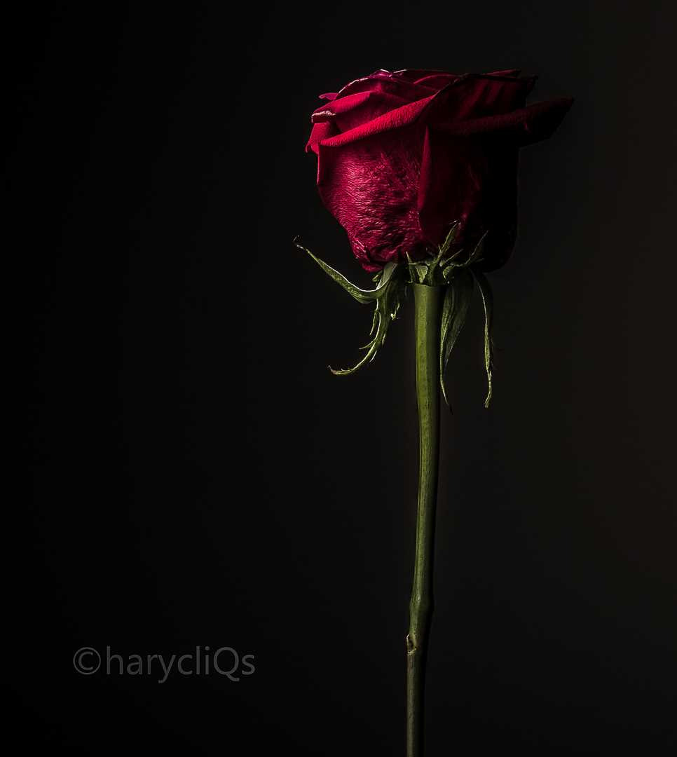 Sigma 70-300mm F4-5.6 APO DG Macro sample photo. () photography