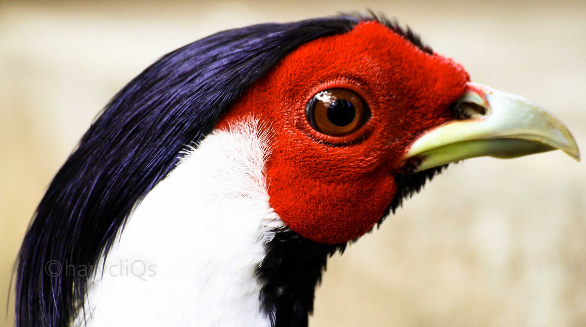 Sigma 70-300mm F4-5.6 APO DG Macro sample photo. () photography
