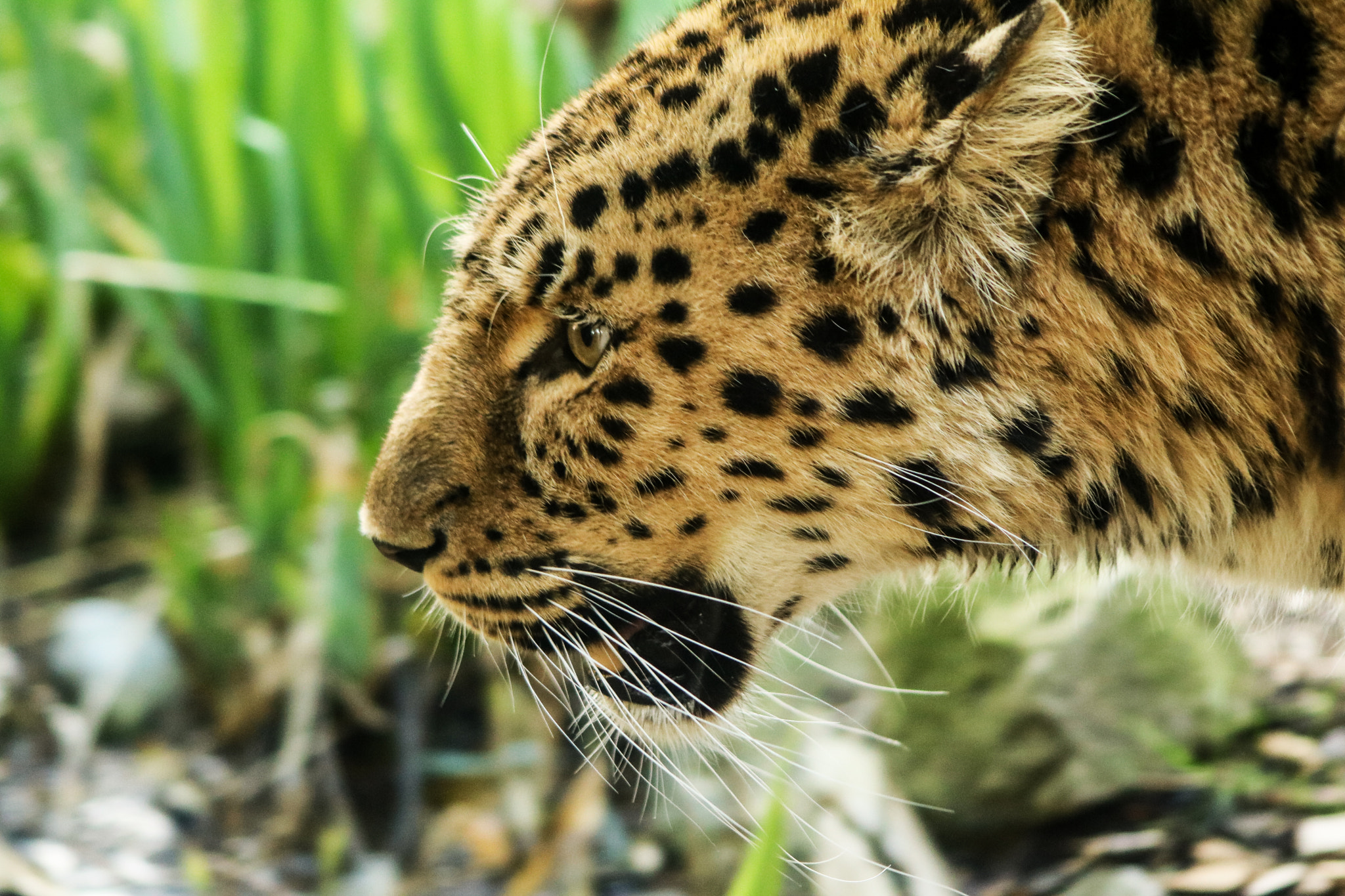 Canon EOS 750D (EOS Rebel T6i / EOS Kiss X8i) + Canon EF 90-300mm F4.5-5.6 sample photo. Amur leopard (panthera pardus orientalis) photography