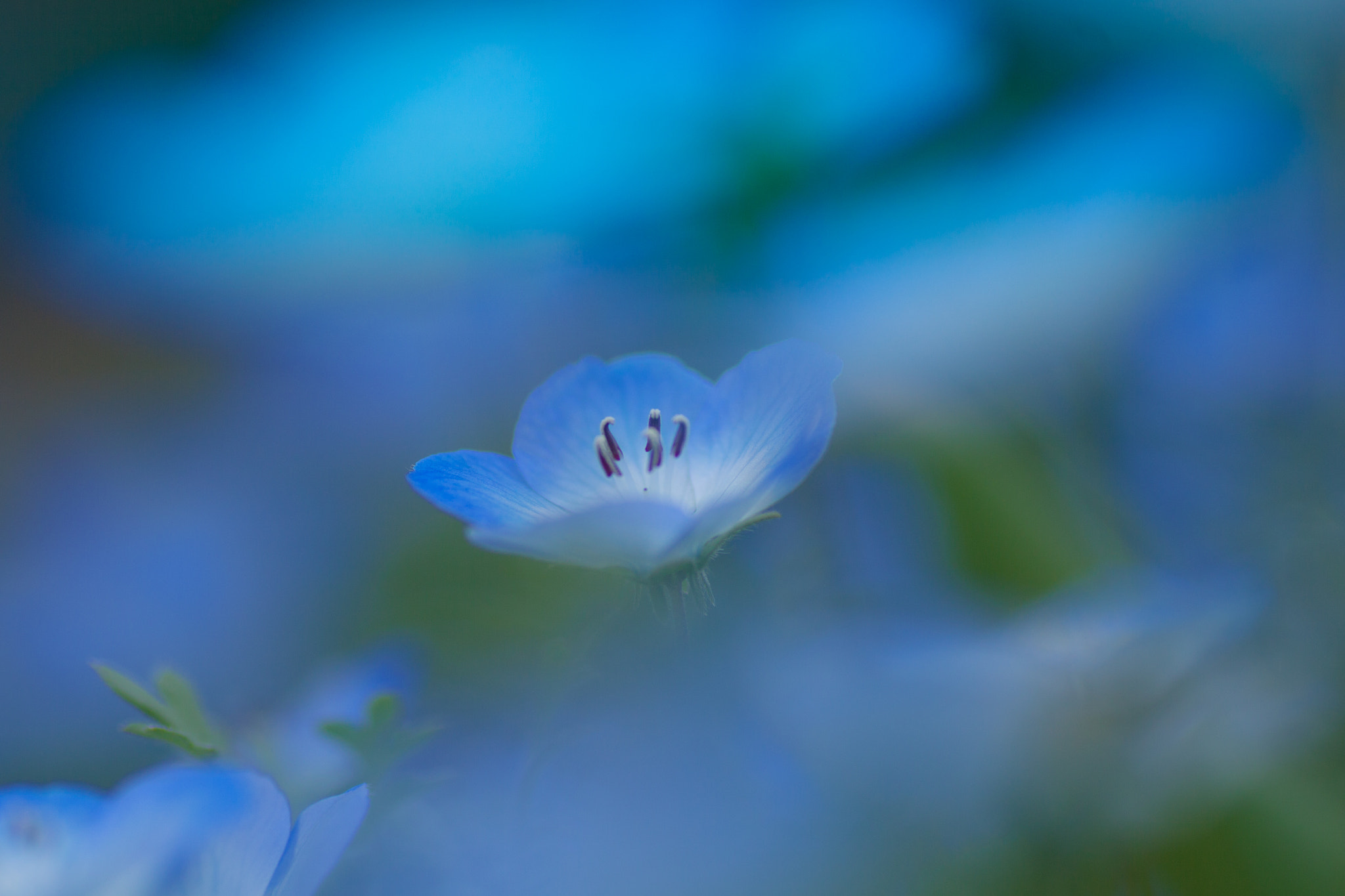 Canon EOS 50D + Tamron SP AF 90mm F2.8 Di Macro sample photo. Nemophila photography