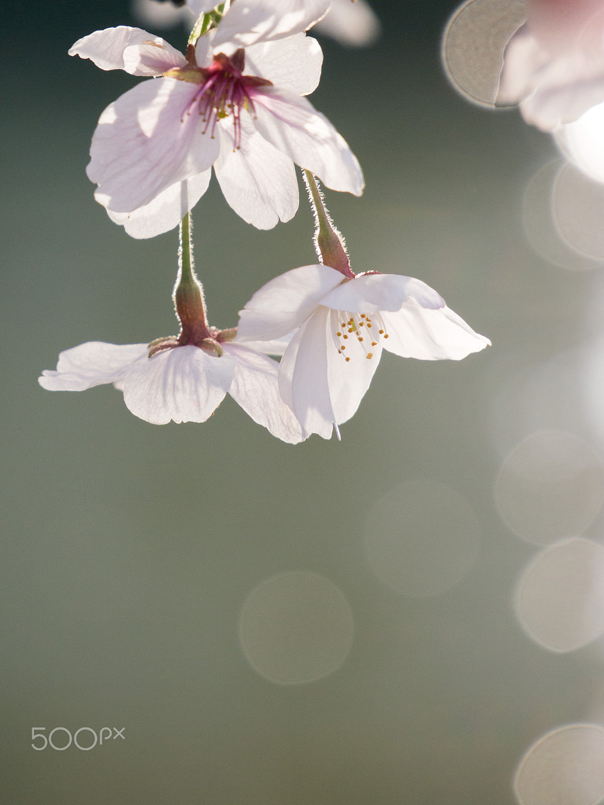 Olympus PEN E-PM1 + LUMIX G VARIO 35-100/F4.0-5.6 sample photo. Cherry blossom 4 photography