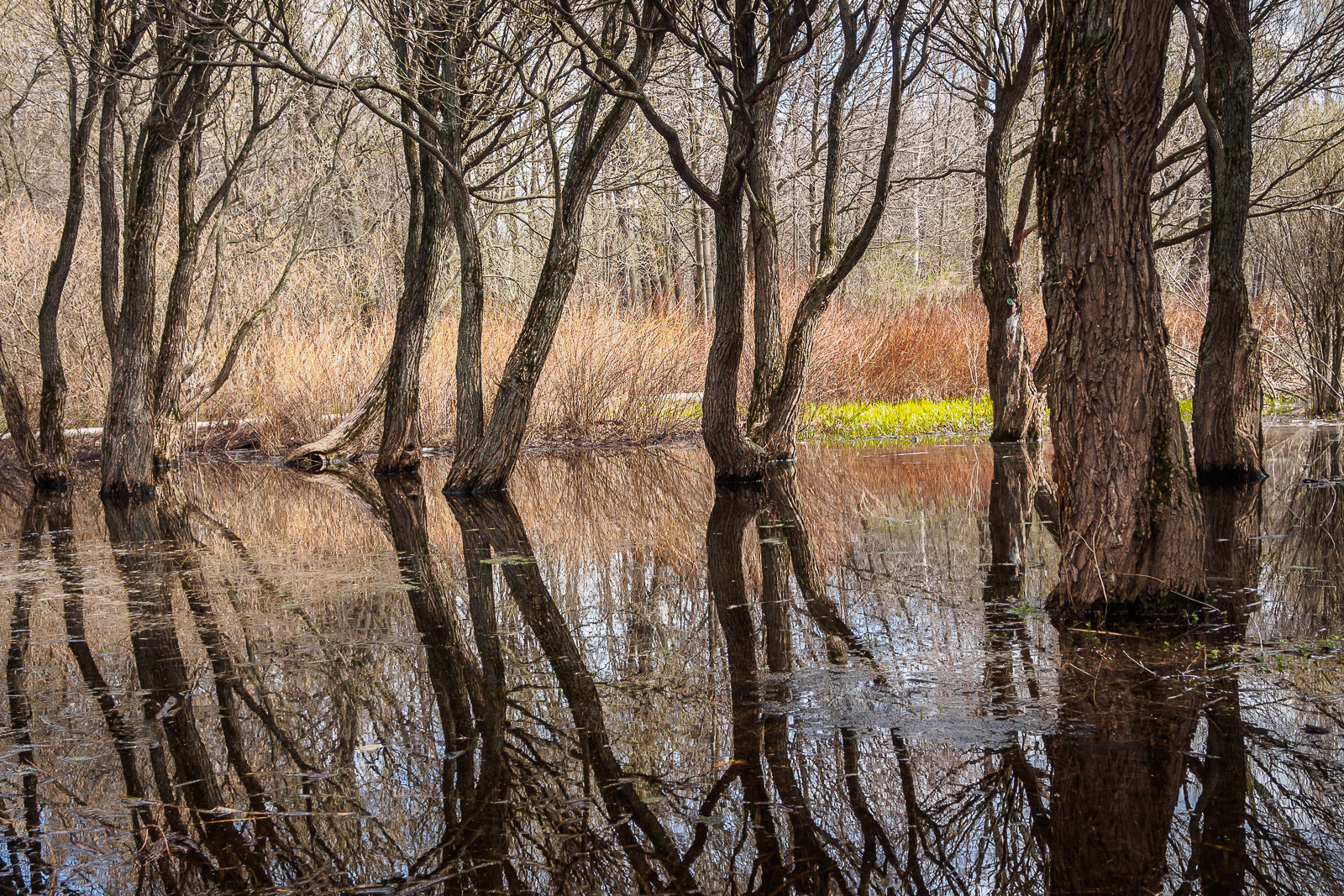 Olympus OM-D E-M10 + OLYMPUS M.12-50mm F3.5-6.3 sample photo. Flooded trees photography