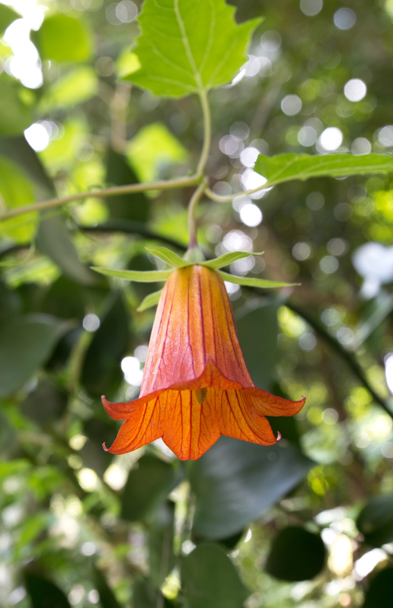 Canon TS-E 24.0mm f/3.5 L II sample photo. Canarina canariensis photography