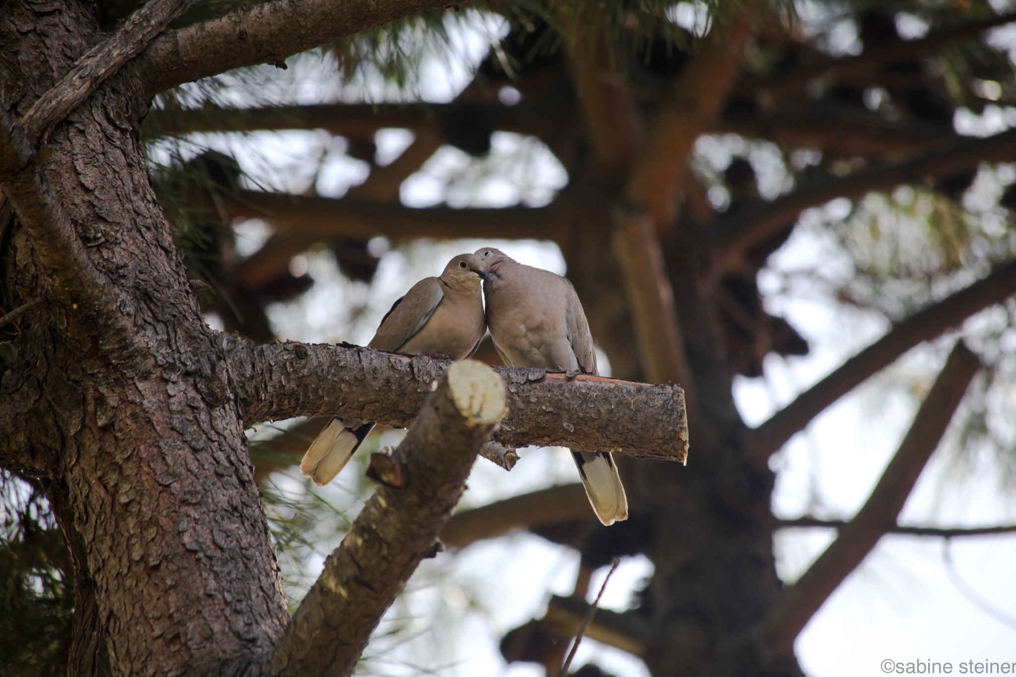 Canon EF 70-300mm F4-5.6 IS USM sample photo. Meddlesome turtles photography