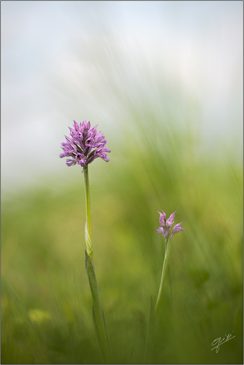 Sigma 150mm F2.8 EX DG OS Macro HSM sample photo. Neotinea tridentata photography