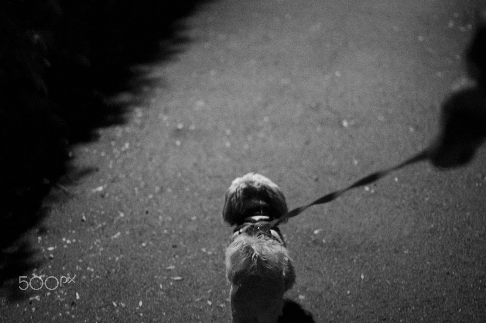 Canon EOS 760D (EOS Rebel T6s / EOS 8000D) + Canon EF 50mm F1.4 USM sample photo. You think i need a leash?look at me leading you... photography