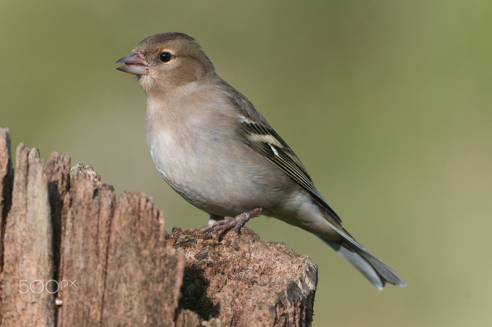 Nikon AF-S Nikkor 200-400mm F4G ED-IF VR sample photo. Fringilla coelebs photography