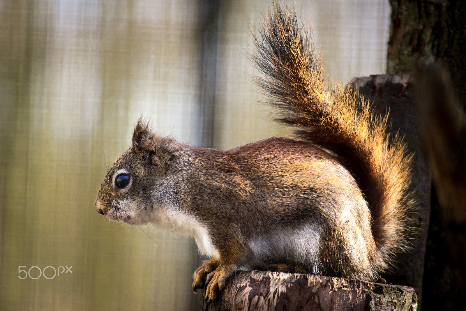 Nikon D600 + Sigma 70-210mm F4-5.6 UC-II sample photo. Svh_1538.jpg photography