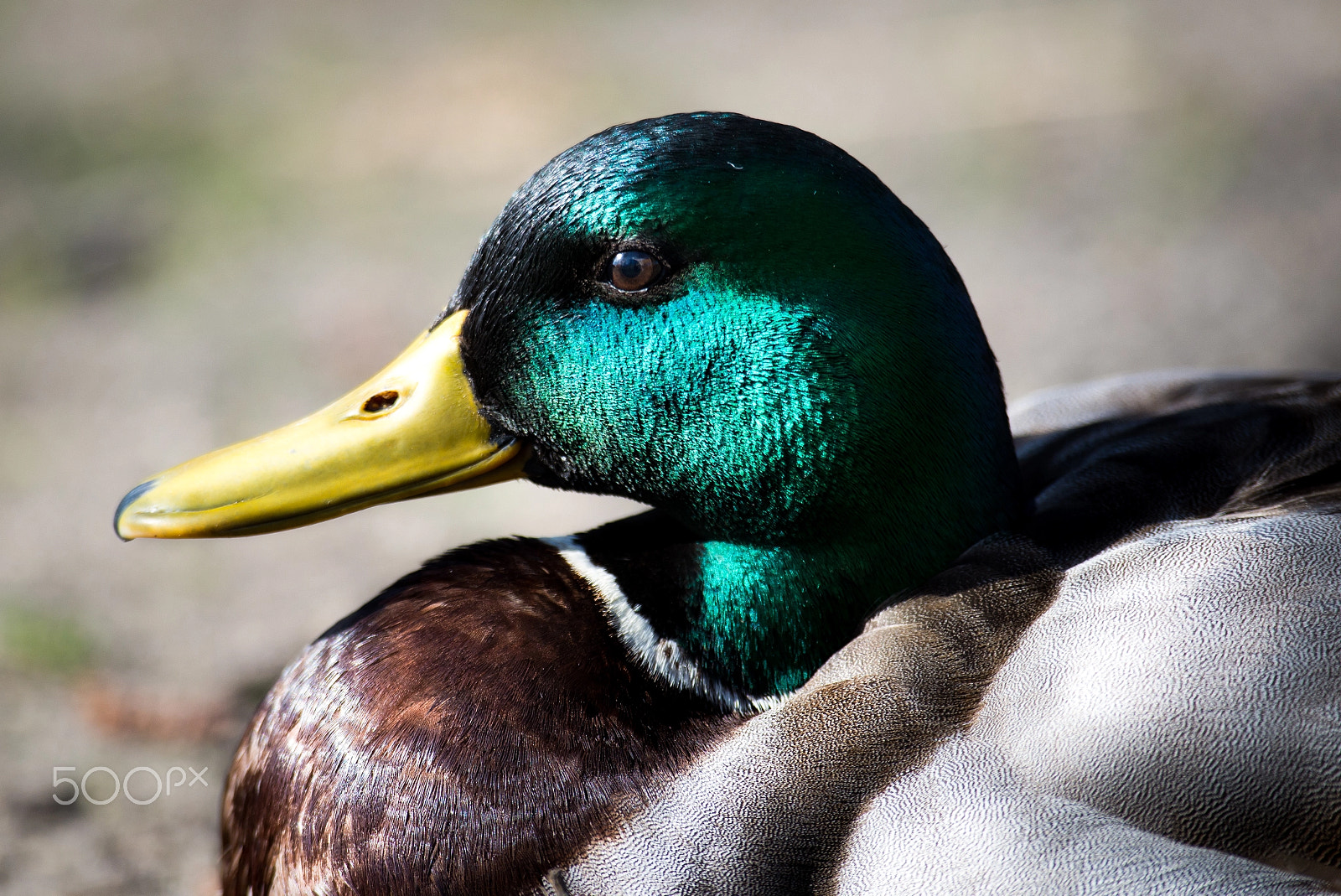 Nikon D600 + Sigma 70-210mm F4-5.6 UC-II sample photo. Svh_1489.jpg photography