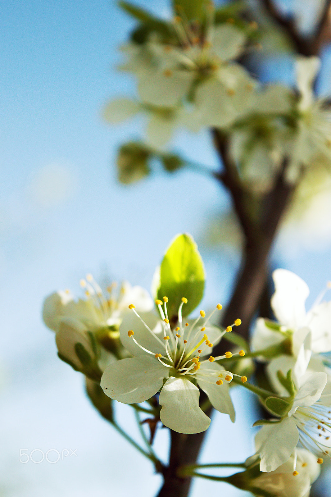 18.00 - 55.00 mm f/3.5 - 5.6 sample photo. Up to the sky photography