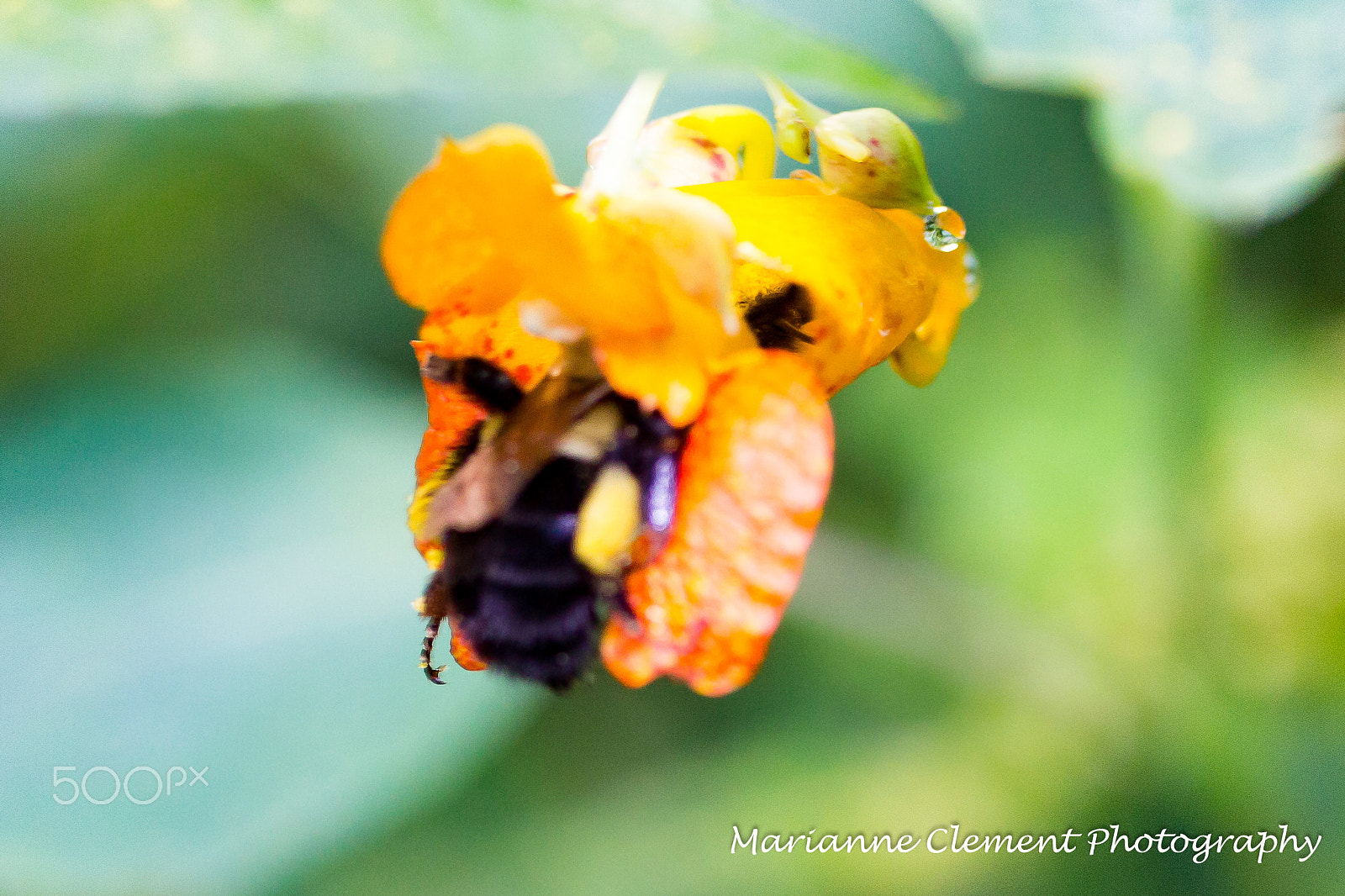 Canon EF-S 60mm F2.8 Macro USM sample photo. Climbing in as far as he can photography
