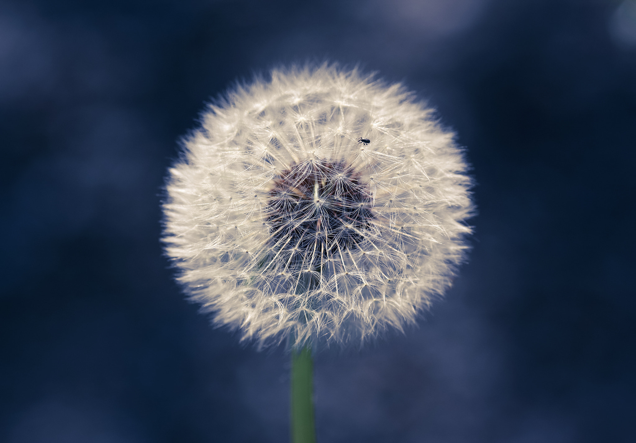 Canon EOS 40D + Canon EF 135mm F2L USM sample photo. Blue dandelion photography