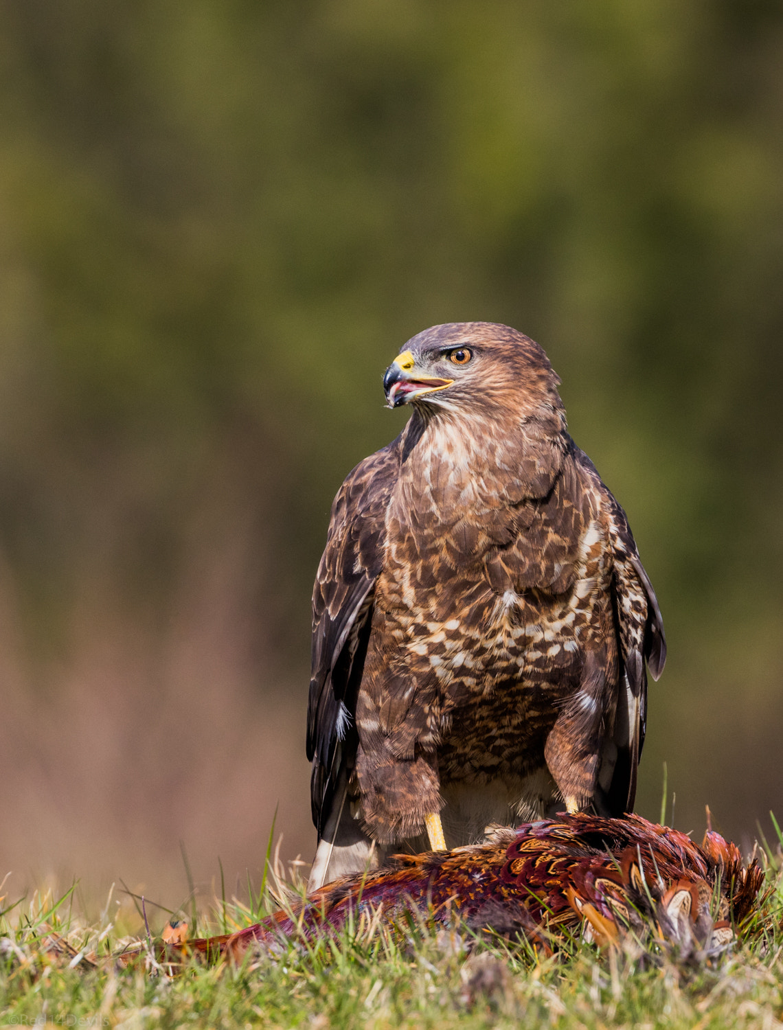 Canon EF 100-400mm F4.5-5.6L IS II USM sample photo. Common buzzard photography