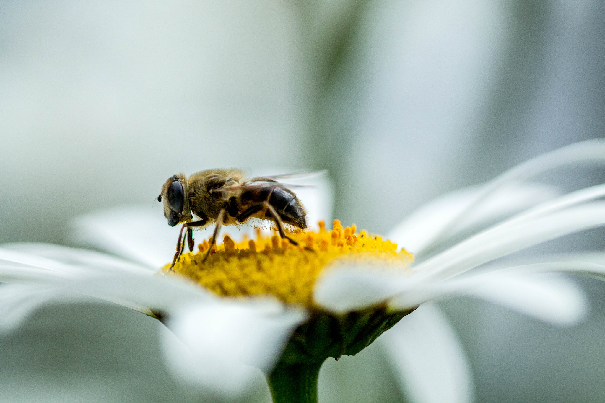Canon EF 100mm F2.8 Macro USM sample photo. Bee photography