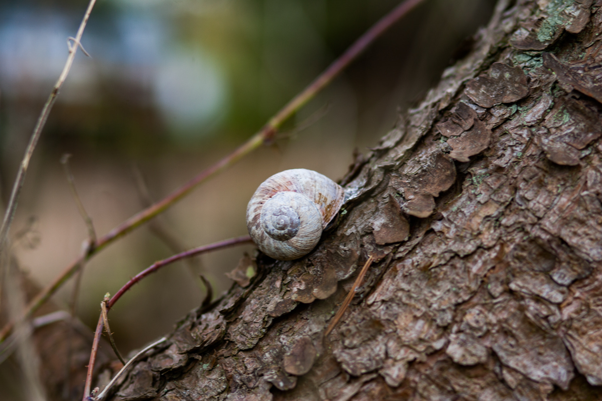 Canon EOS-1D Mark II sample photo. Ng0r9499.jpg photography