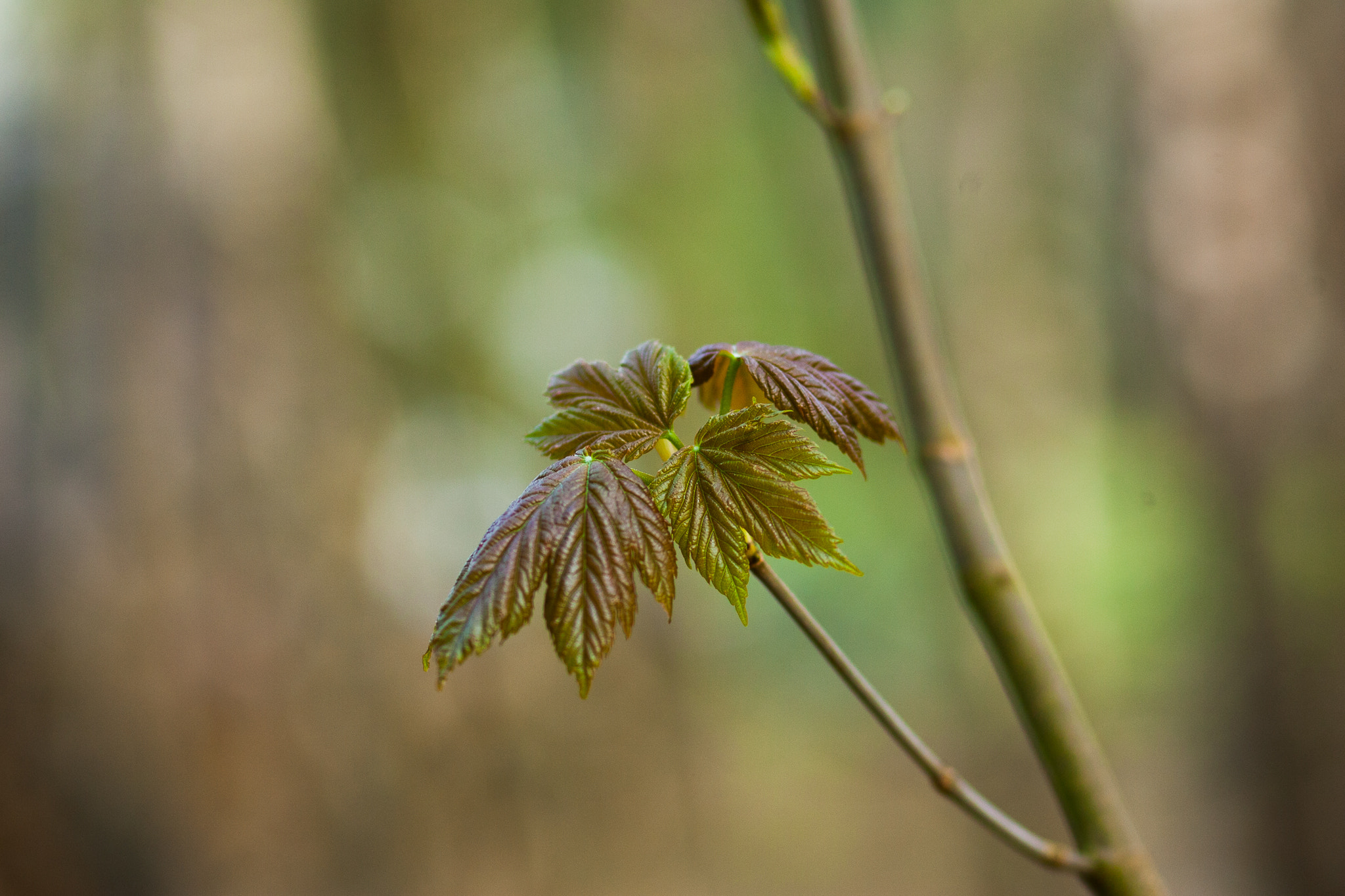 Canon EOS-1D Mark II sample photo. Ng0r9555.jpg photography