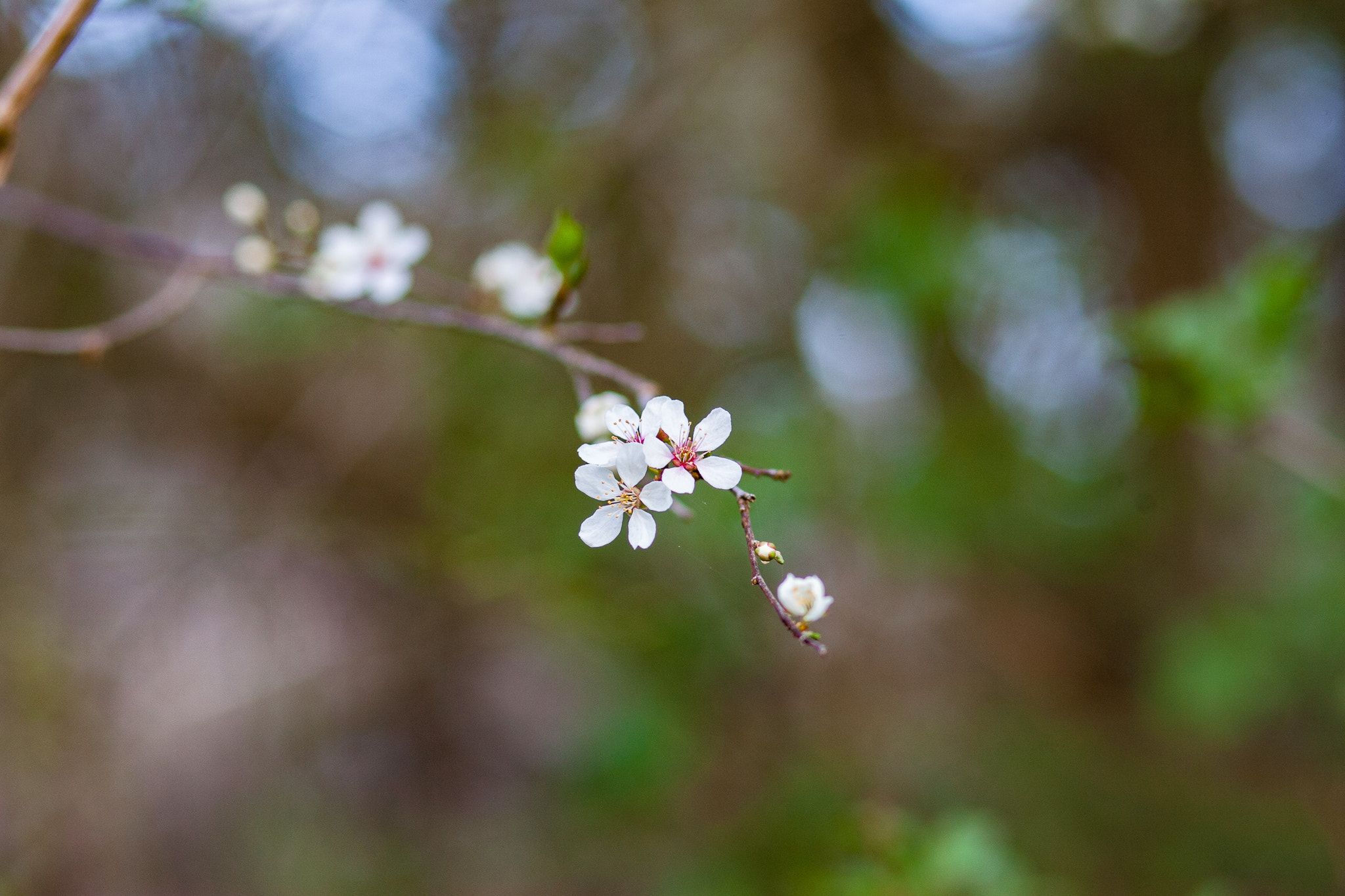 Canon EOS-1D Mark II sample photo. Ng0r9564.jpg photography