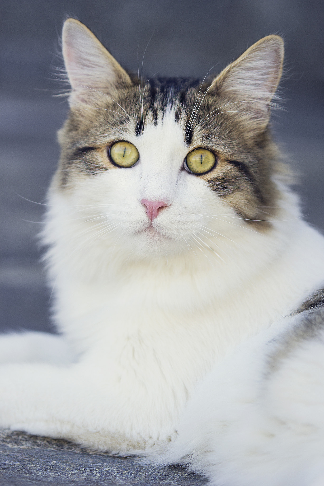 Tamron SP AF 180mm F3.5 Di LD (IF) Macro sample photo. Cat's eye photography