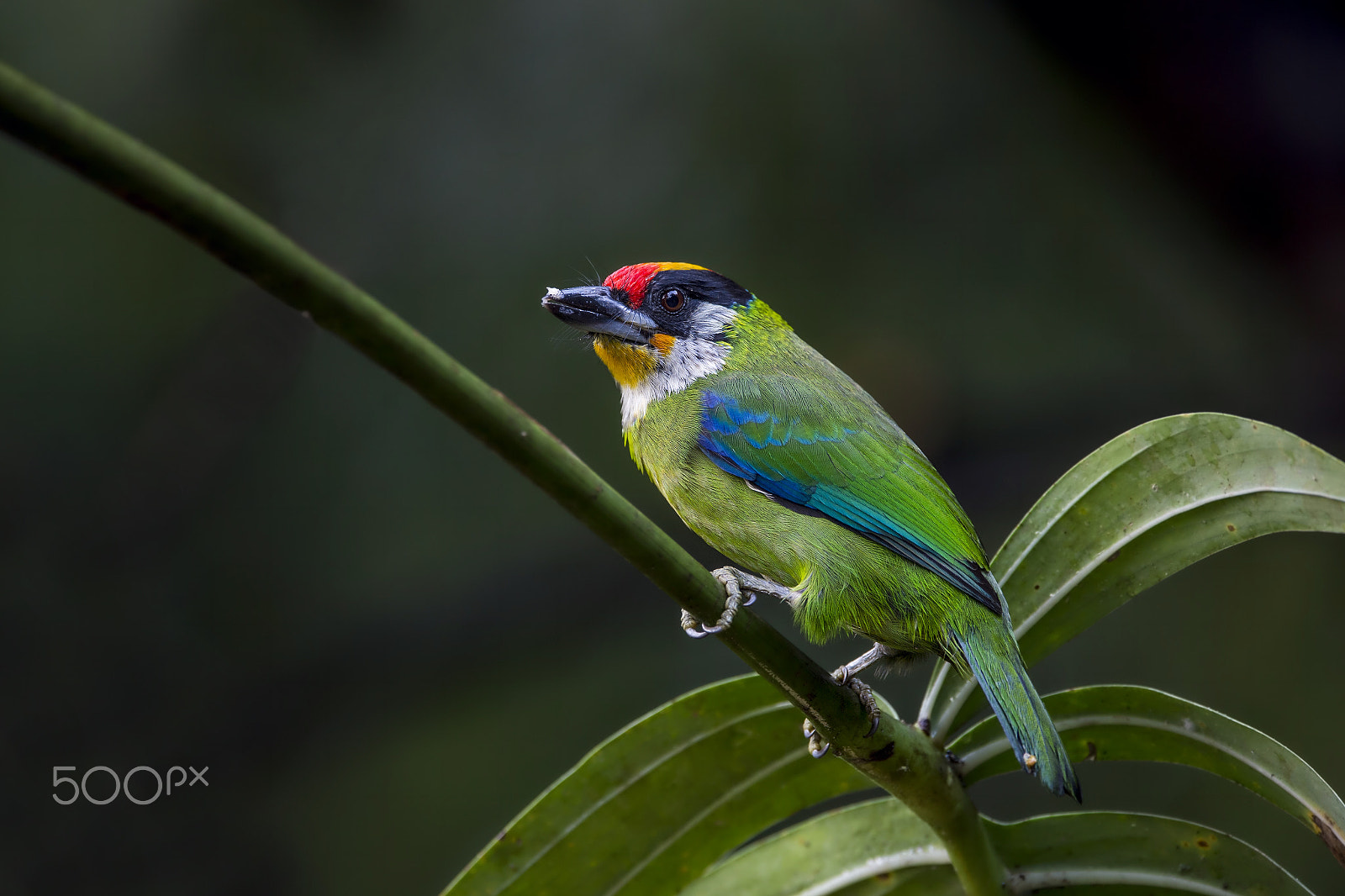Nikon D4 sample photo. Golden-throated barbet photography
