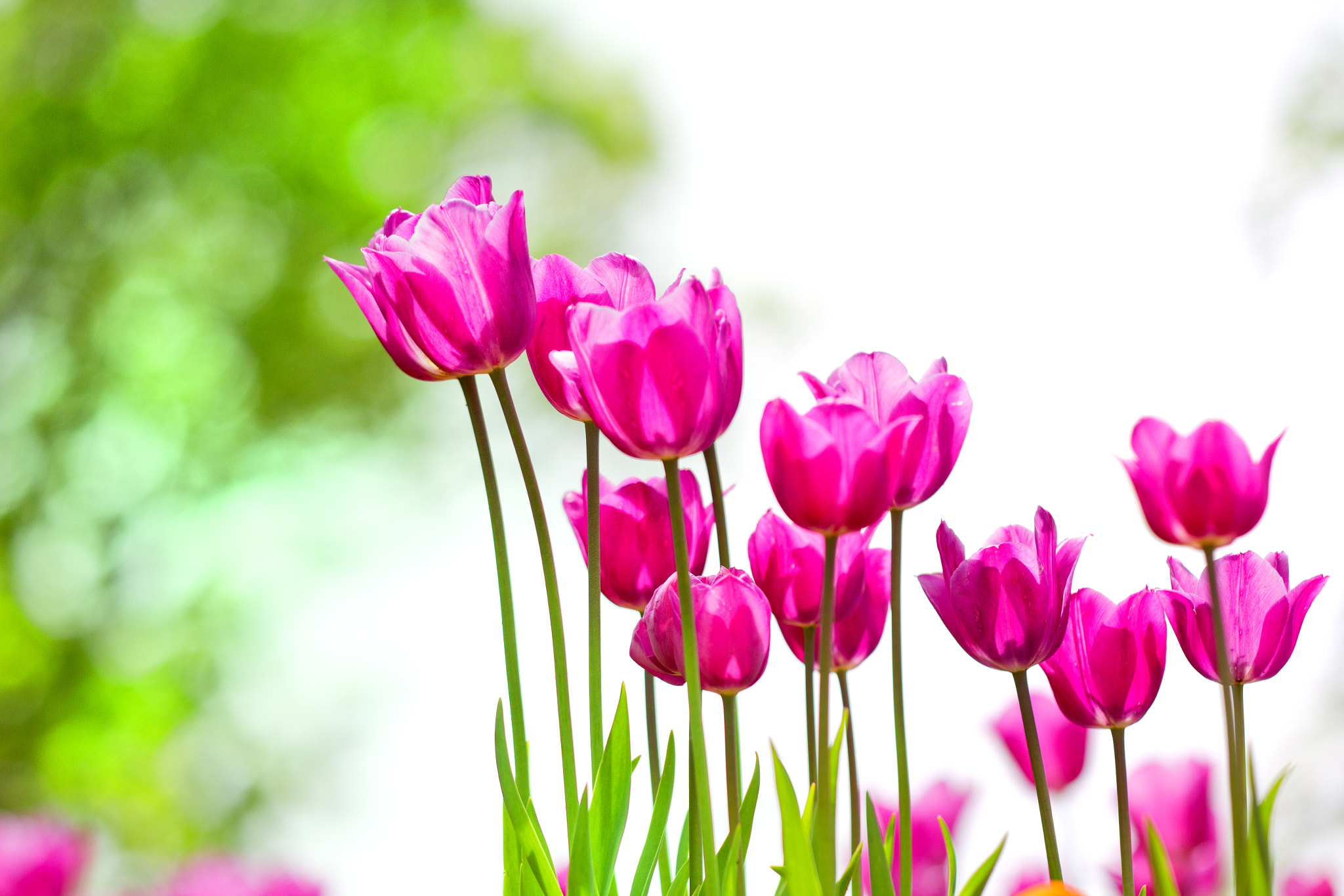 Sigma APO Macro 150mm f/2.8 EX DG HSM sample photo. Tulip img_0352.jpg photography