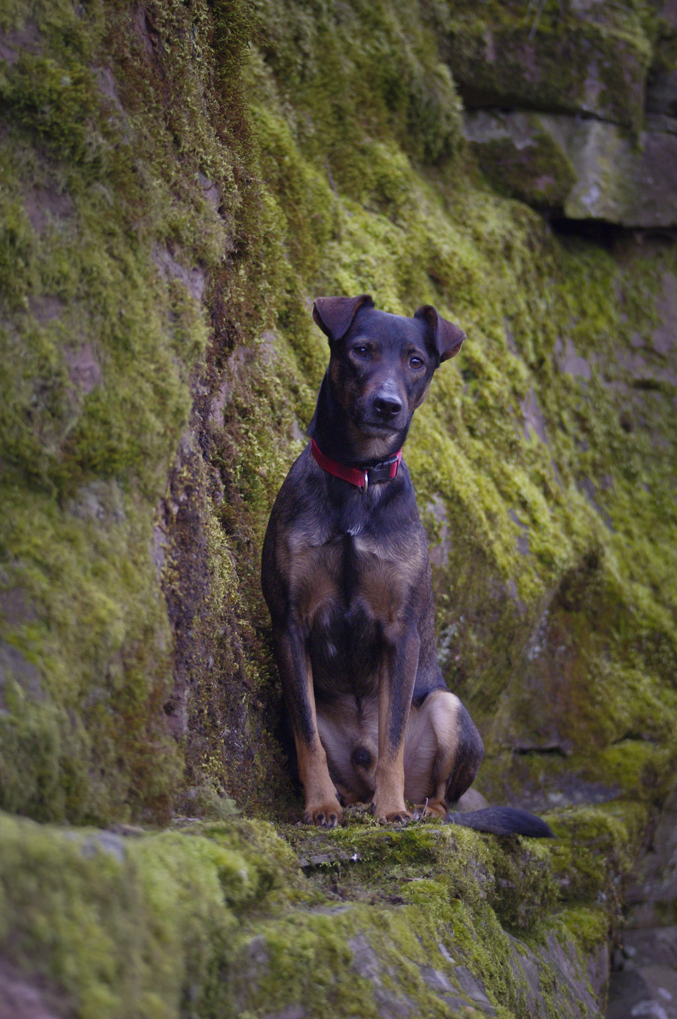 Sigma 70-300mm F4-5.6 DG OS sample photo. Wounderful dog photography