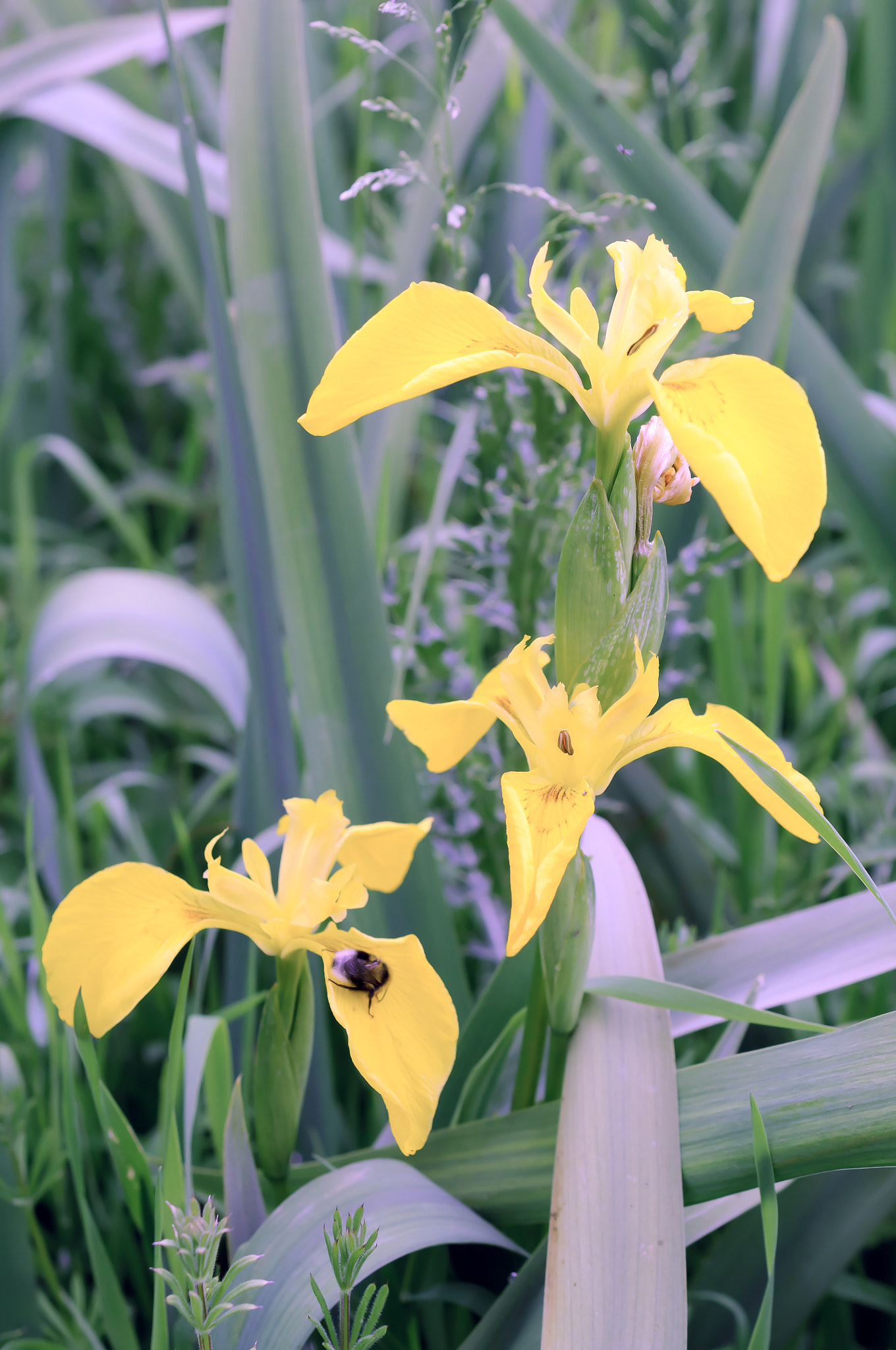 Nikon AF-S DX Micro Nikkor 40mm F2.8 sample photo. Flag iris photography