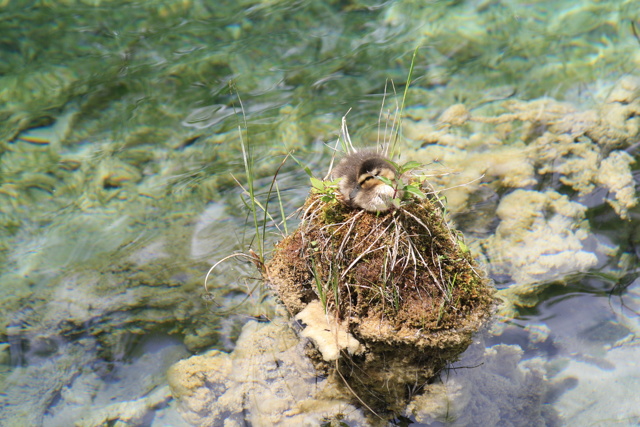 Canon EF 28-105mm f/3.5-4.5 USM sample photo. Little duck in plitvice lakes photography