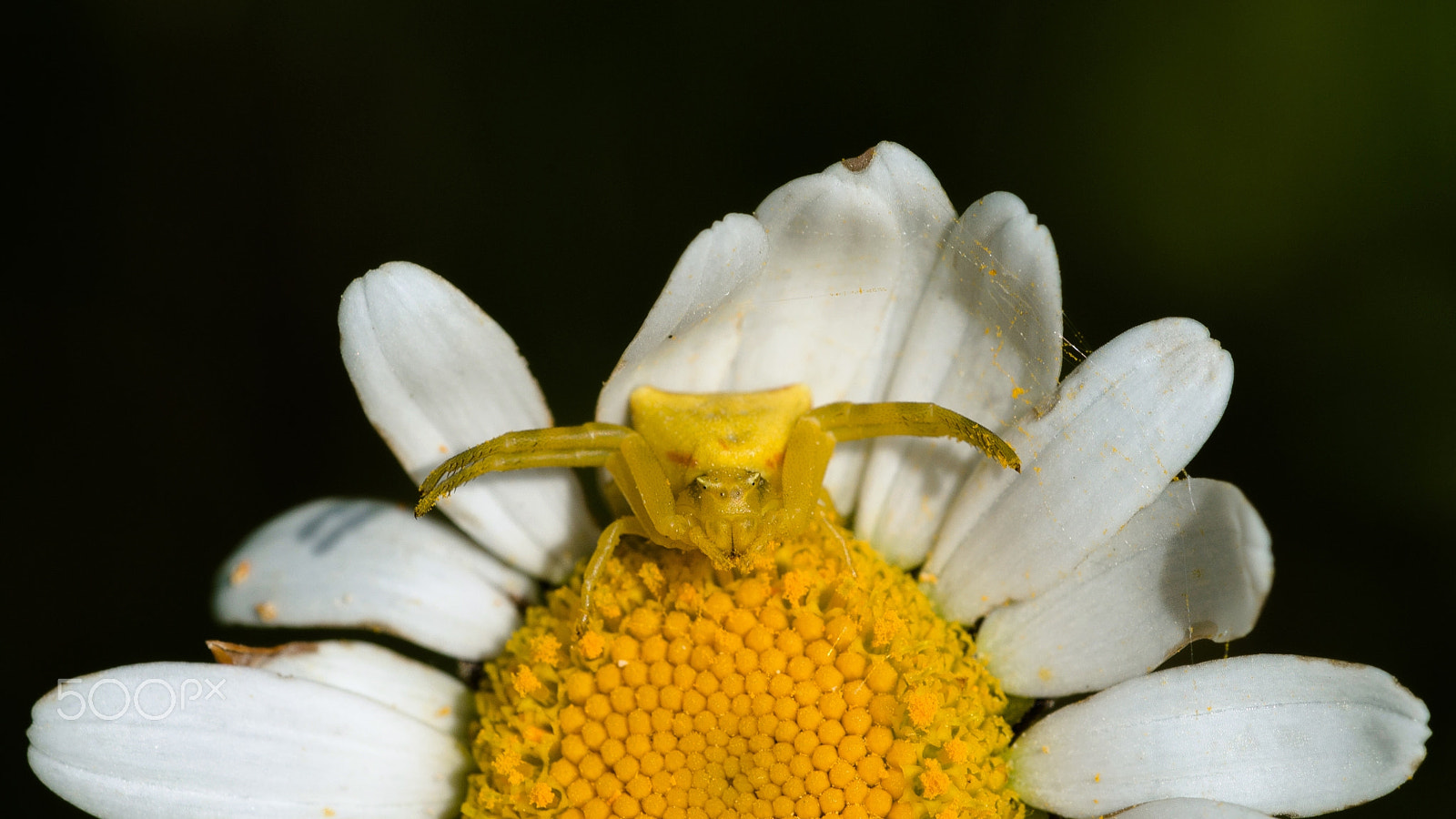 Sigma 150mm F2.8 EX DG OS Macro HSM sample photo. Thomisus onustus photography