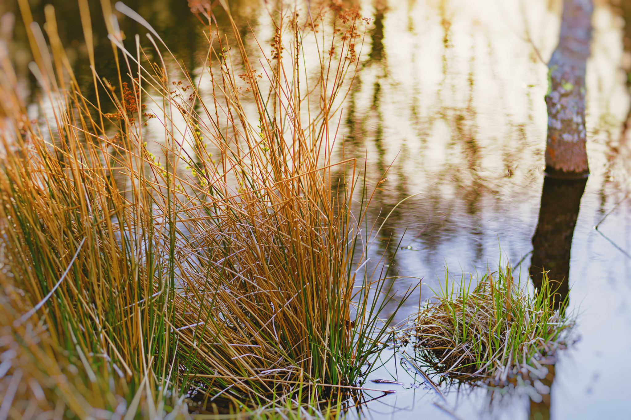 Sony a99 II sample photo. Pond close up photography