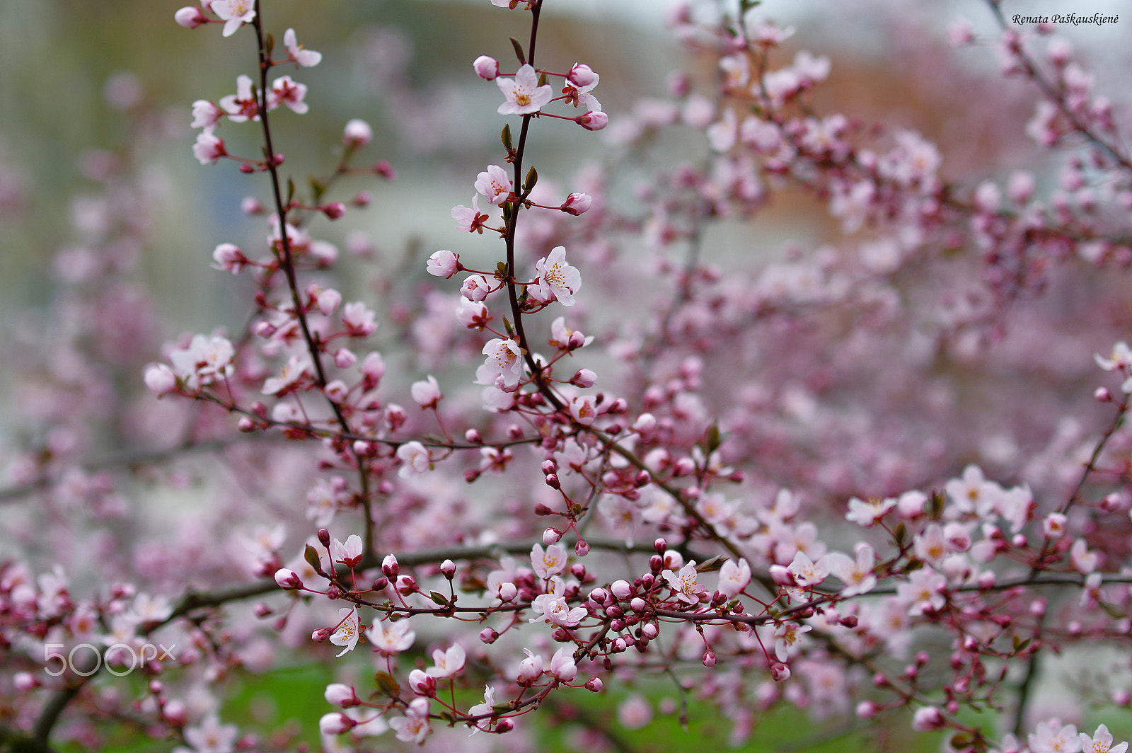Pentax K-3 sample photo. Sakuros photography