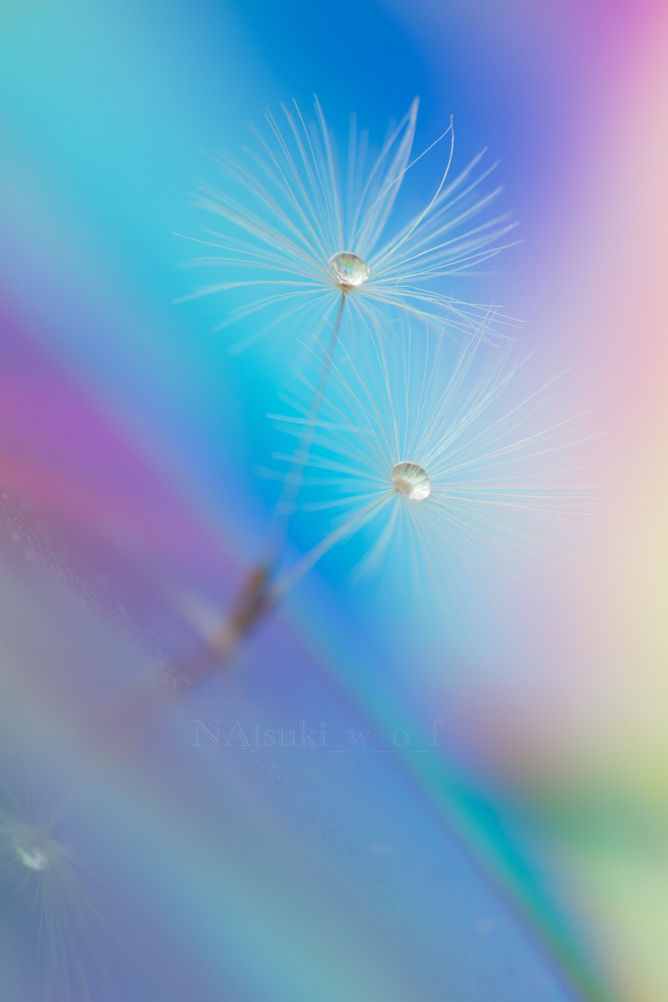 Tamron SP AF 180mm F3.5 Di LD (IF) Macro sample photo. Fantasy world photography