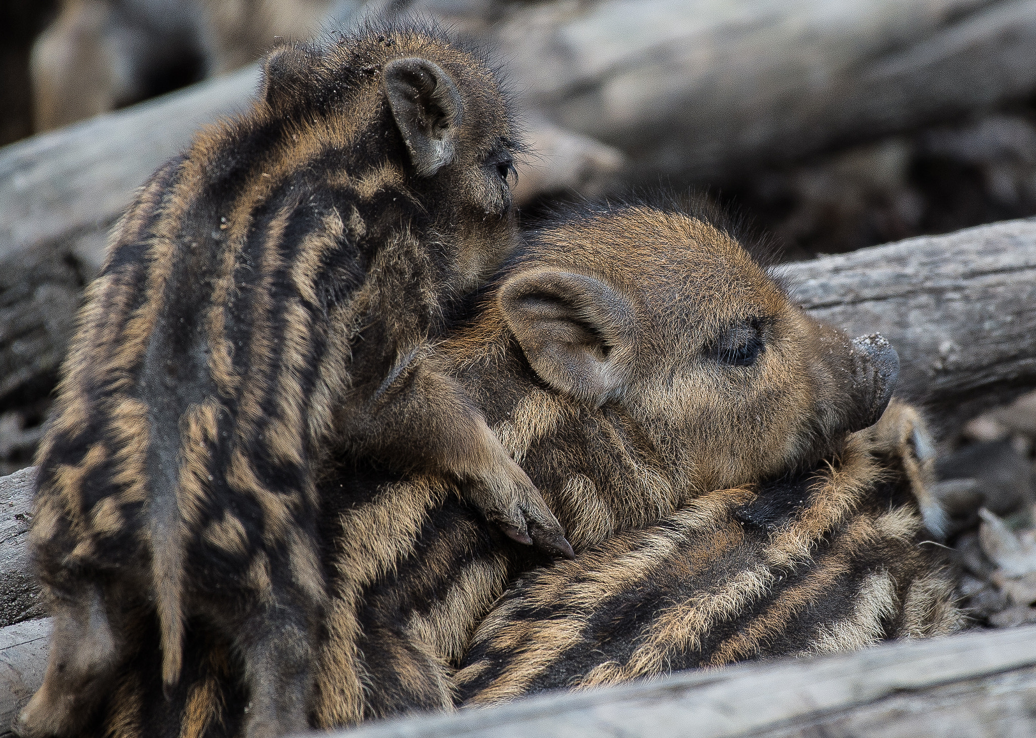 Nikon Df sample photo. Ham sandwich photography