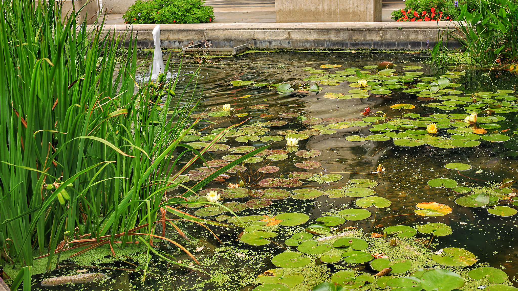 Canon 50mm sample photo