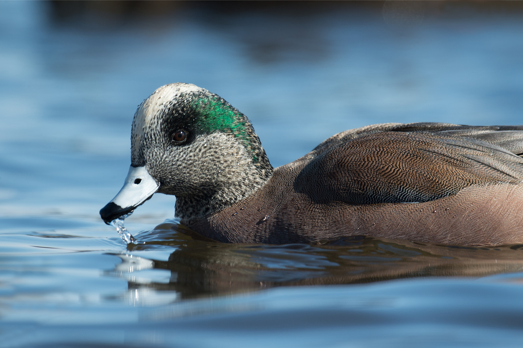 Nikon D4 + Sigma 24-60mm F2.8 EX DG sample photo. Canard d'amerique, anas americana, american wigeon. photography