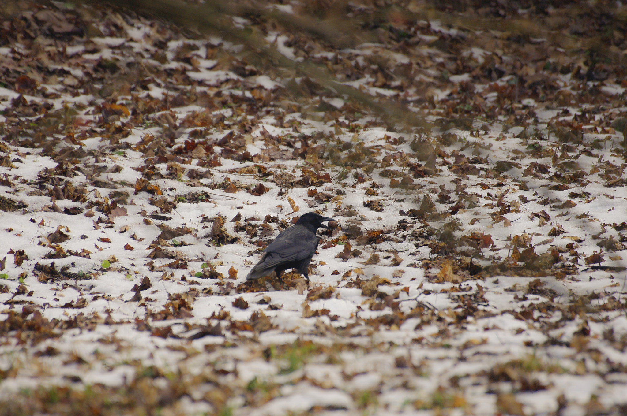 Sigma 70-300mm F4-5.6 DG OS sample photo. Raven photography