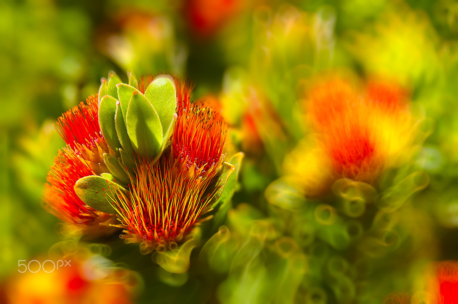 Sigma 17-70mm F2.8-4.5 DC Macro Asp. IF sample photo. Good bokeh photography
