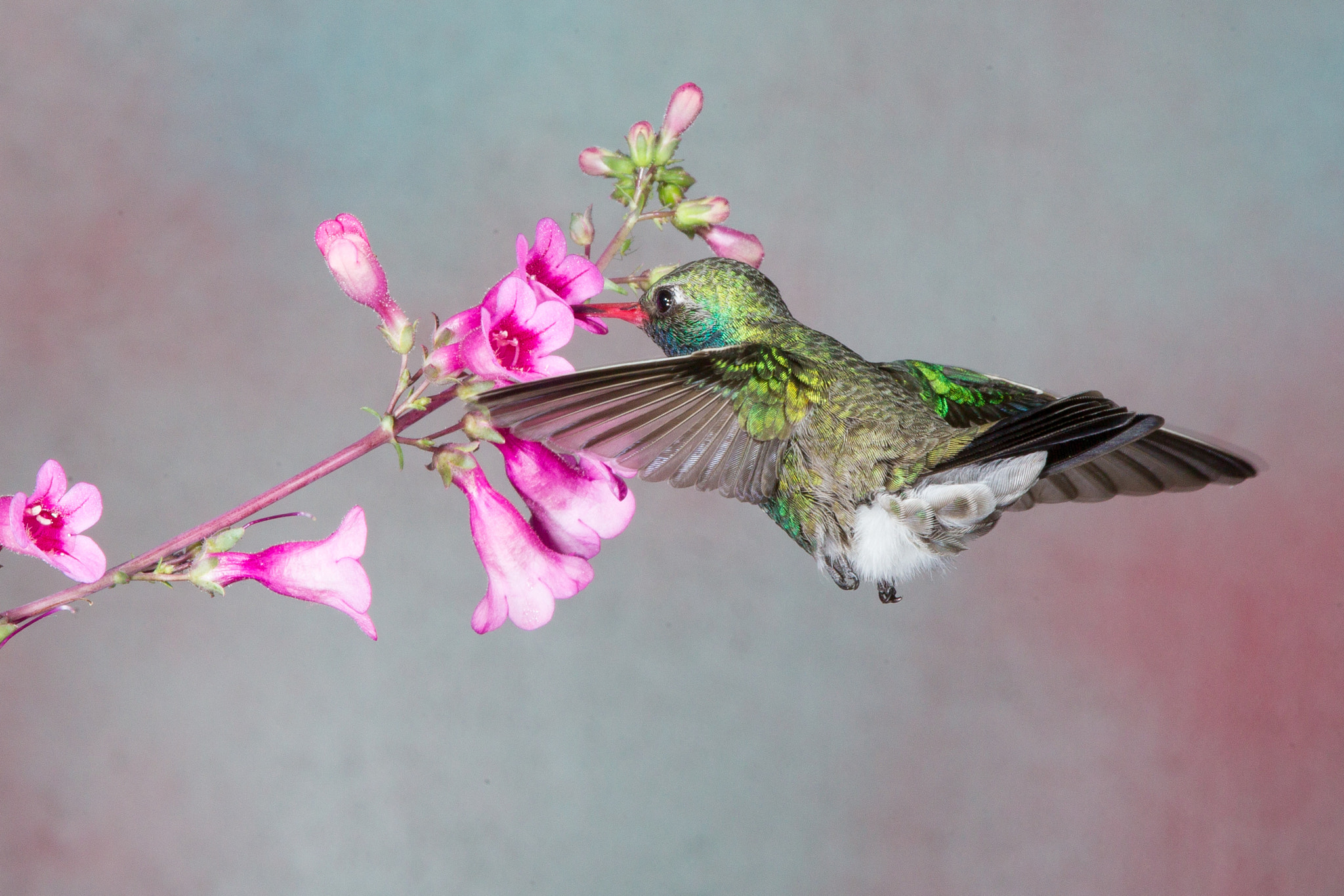 Canon EF 600mm f/4L IS sample photo. Broad-billed hummingbird photography