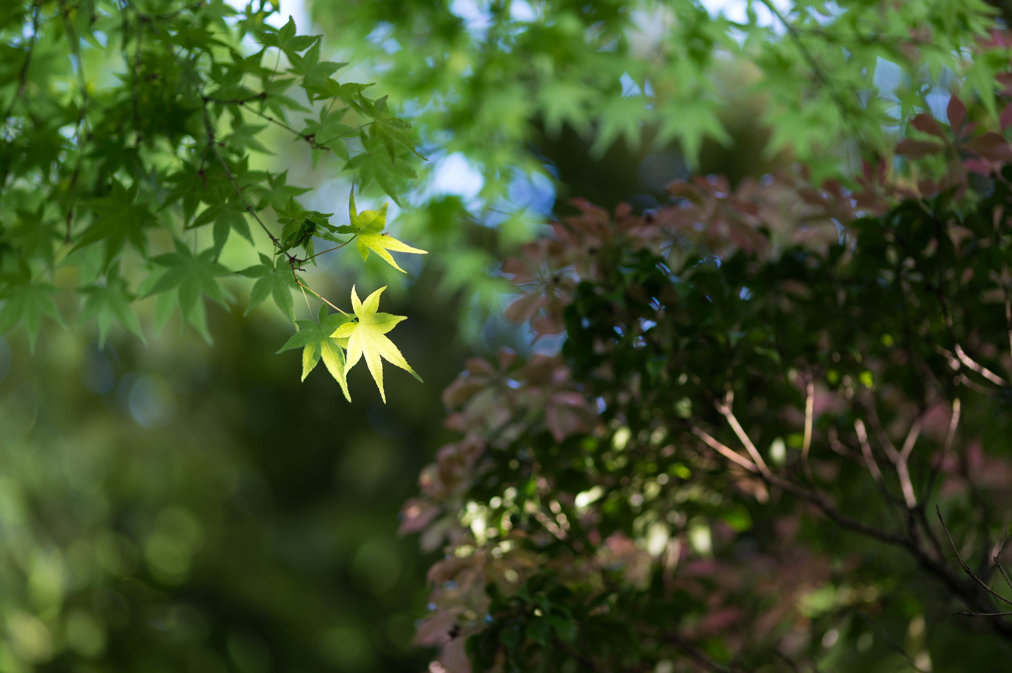 Nikon Df + ZEISS Makro-Planar T* 100mm F2 sample photo. Look at me photography