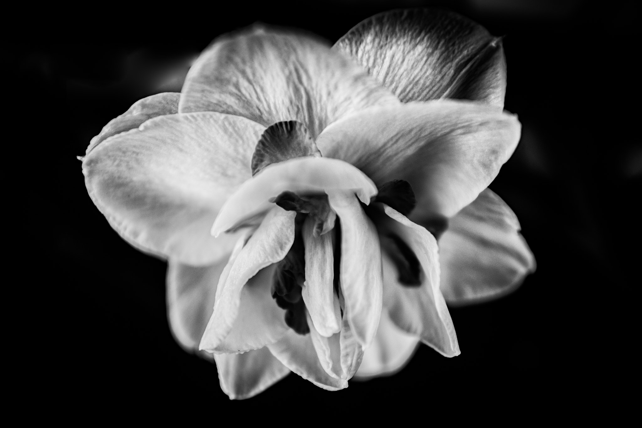 AF Zoom-Nikkor 28-85mm f/3.5-4.5 sample photo. Neighborhood flower photography