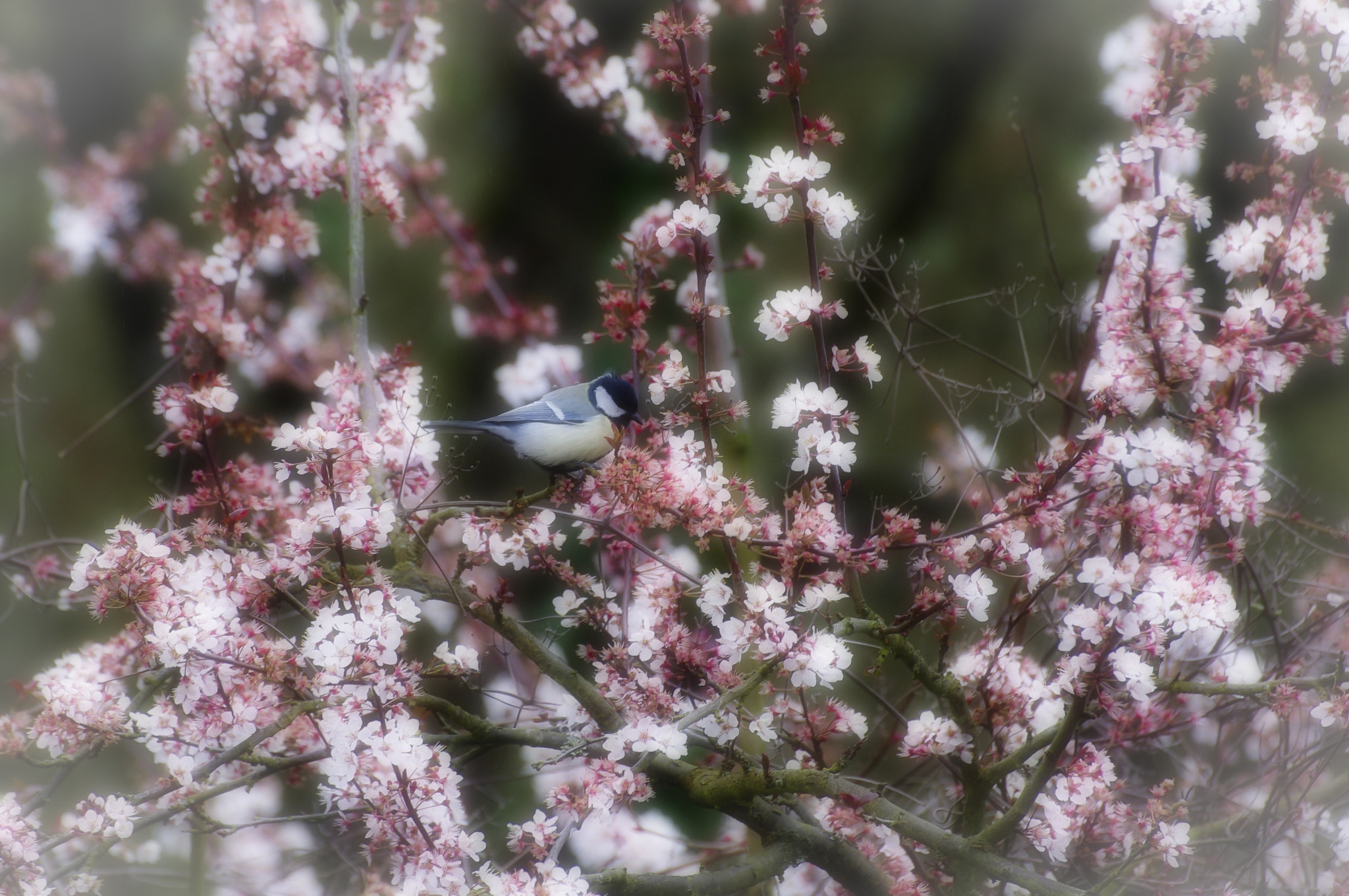 Sigma 70-300mm F4-5.6 DG OS sample photo. Kohlmeise photography