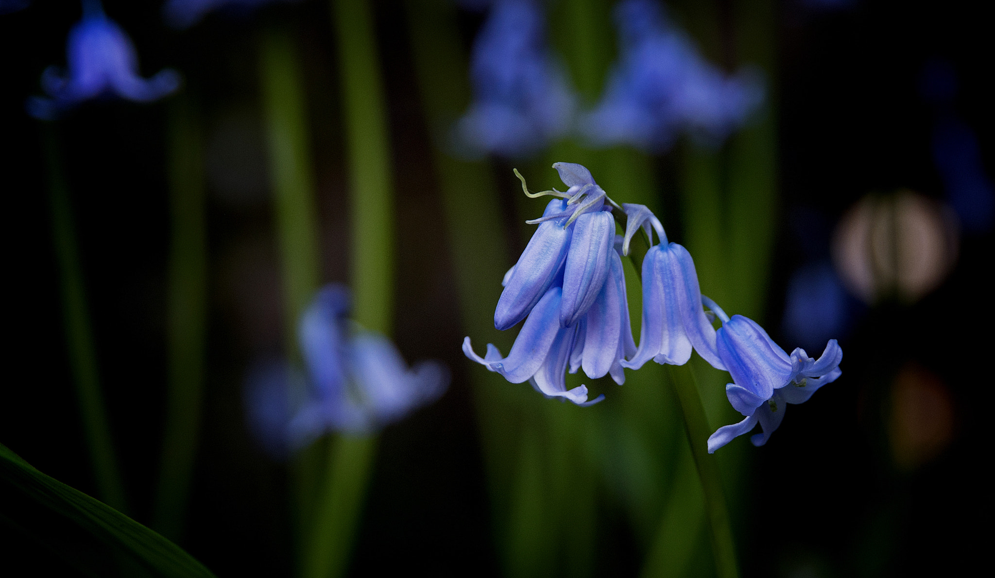 AF Zoom-Nikkor 28-105mm f/3.5-4.5D IF sample photo. Blue bells photography