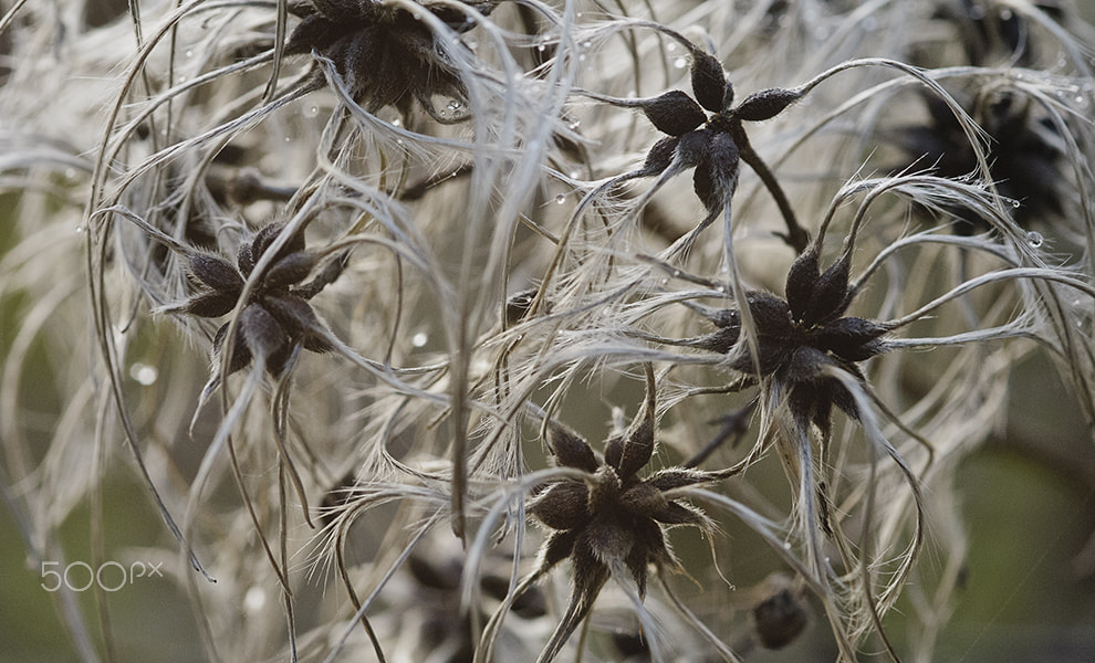 Nikon D300S + Sigma 105mm F2.8 EX DG Macro sample photo. On a foggy day photography