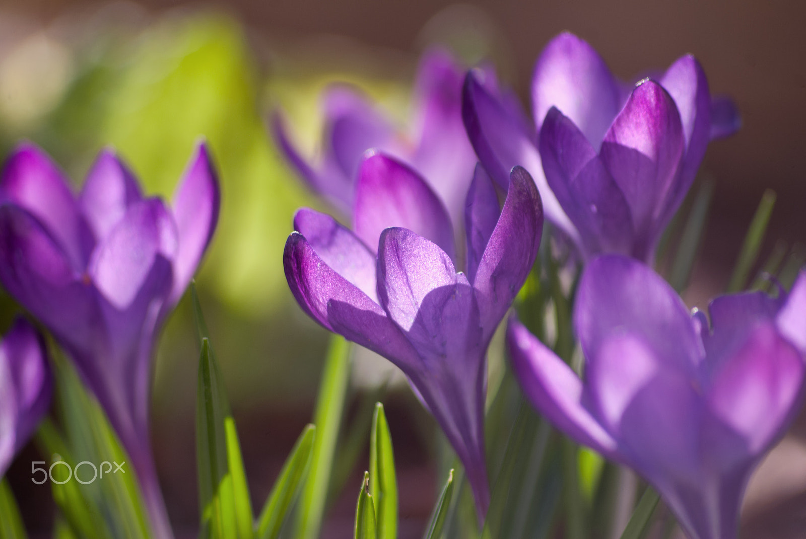 Sigma 70-300mm F4-5.6 APO DG Macro sample photo. Violet spring photography
