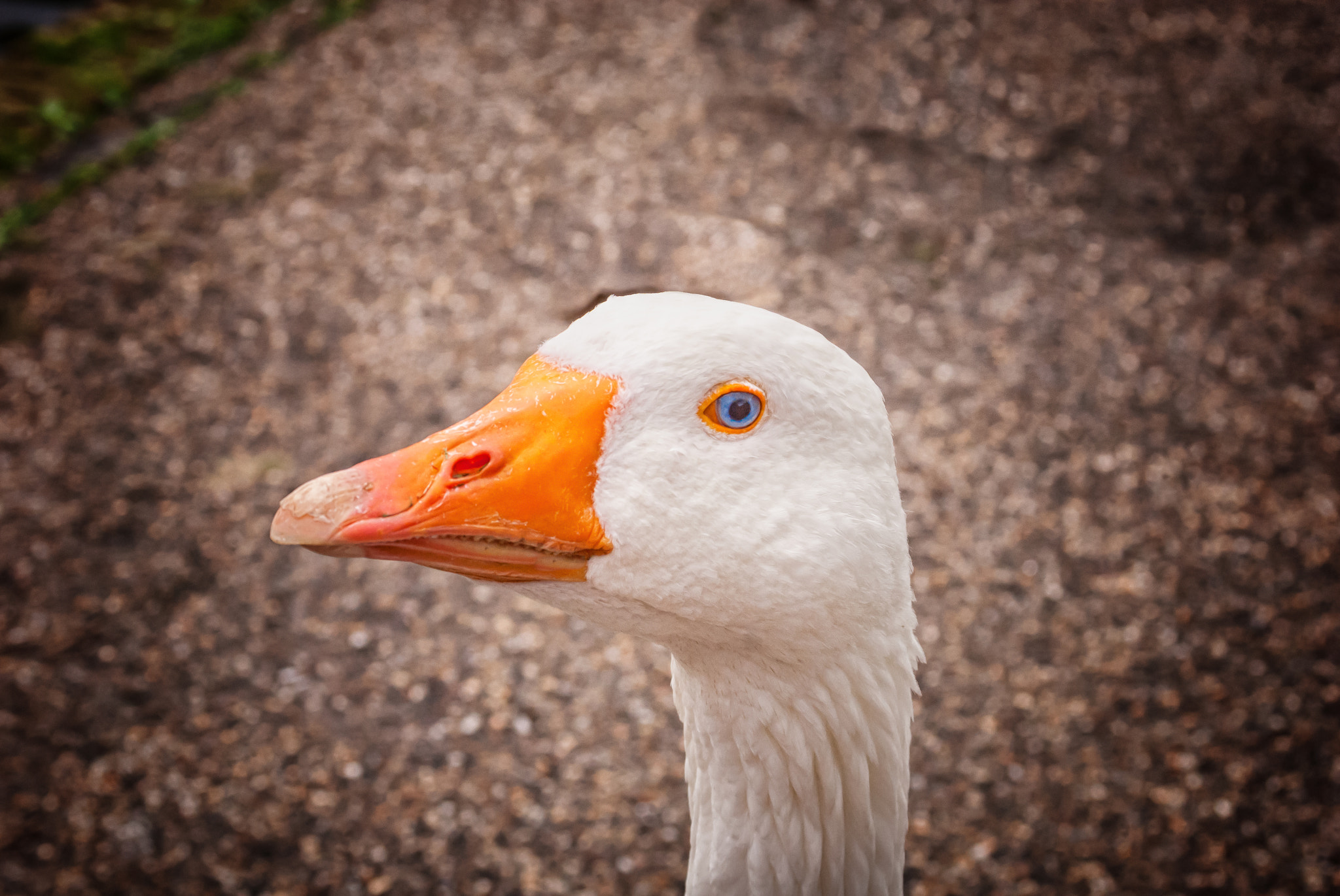 AF Zoom-Nikkor 28-80mm f/3.3-5.6G sample photo. Well, hello...? photography