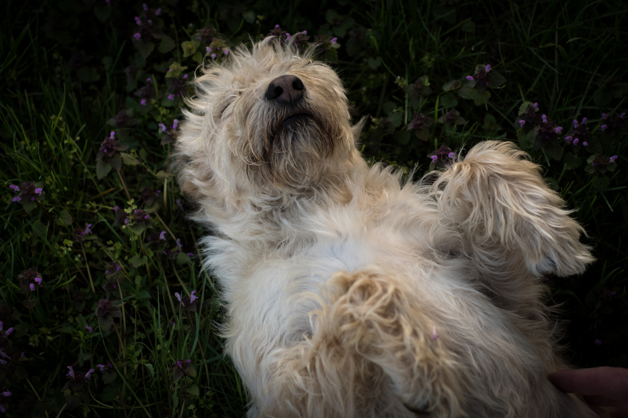 Nikon D5500 + Nikon AF Nikkor 50mm F1.8D sample photo. Relax photography