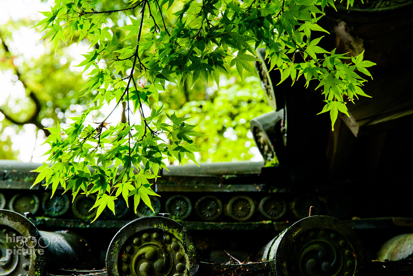 Nikon D800E + Sigma 24-105mm F4 DG OS HSM Art sample photo. Green leaves photography