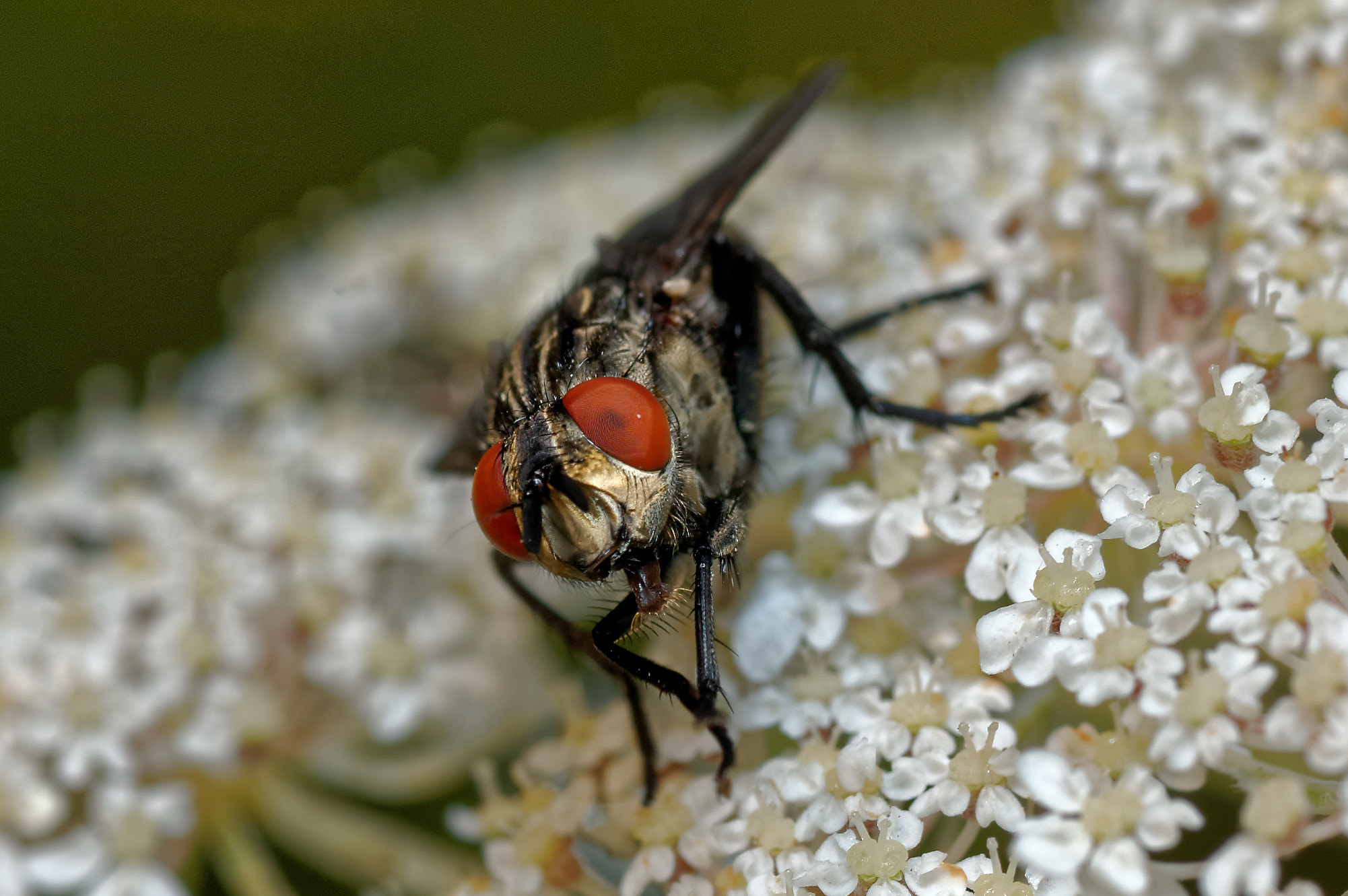Nikon D50 sample photo. Fly photography