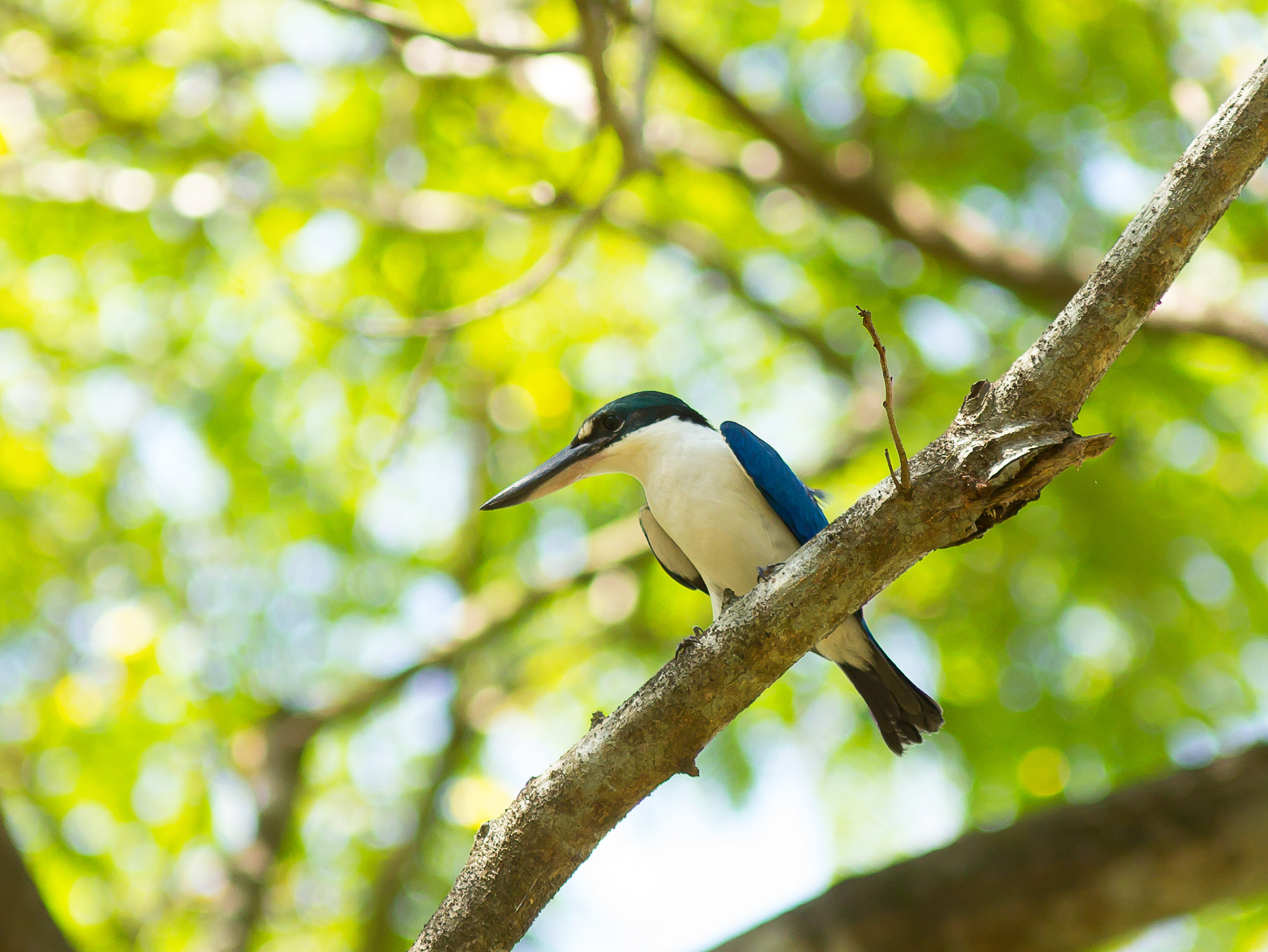 Canon EOS 60D + Canon EF 300mm F4L IS USM sample photo. Collared kingfisher (todiramphus chloris) photography