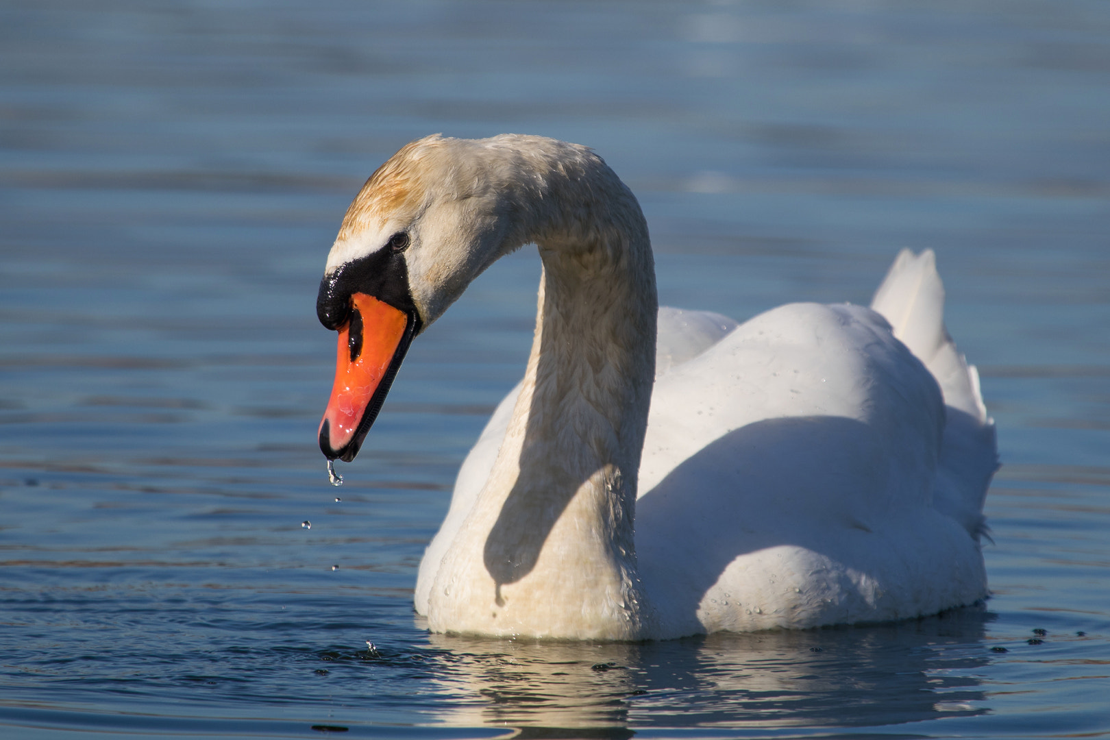 Canon EF 100-400mm F4.5-5.6L IS USM sample photo. Mute swan photography